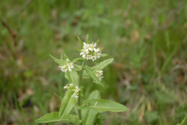 Arabis turrita